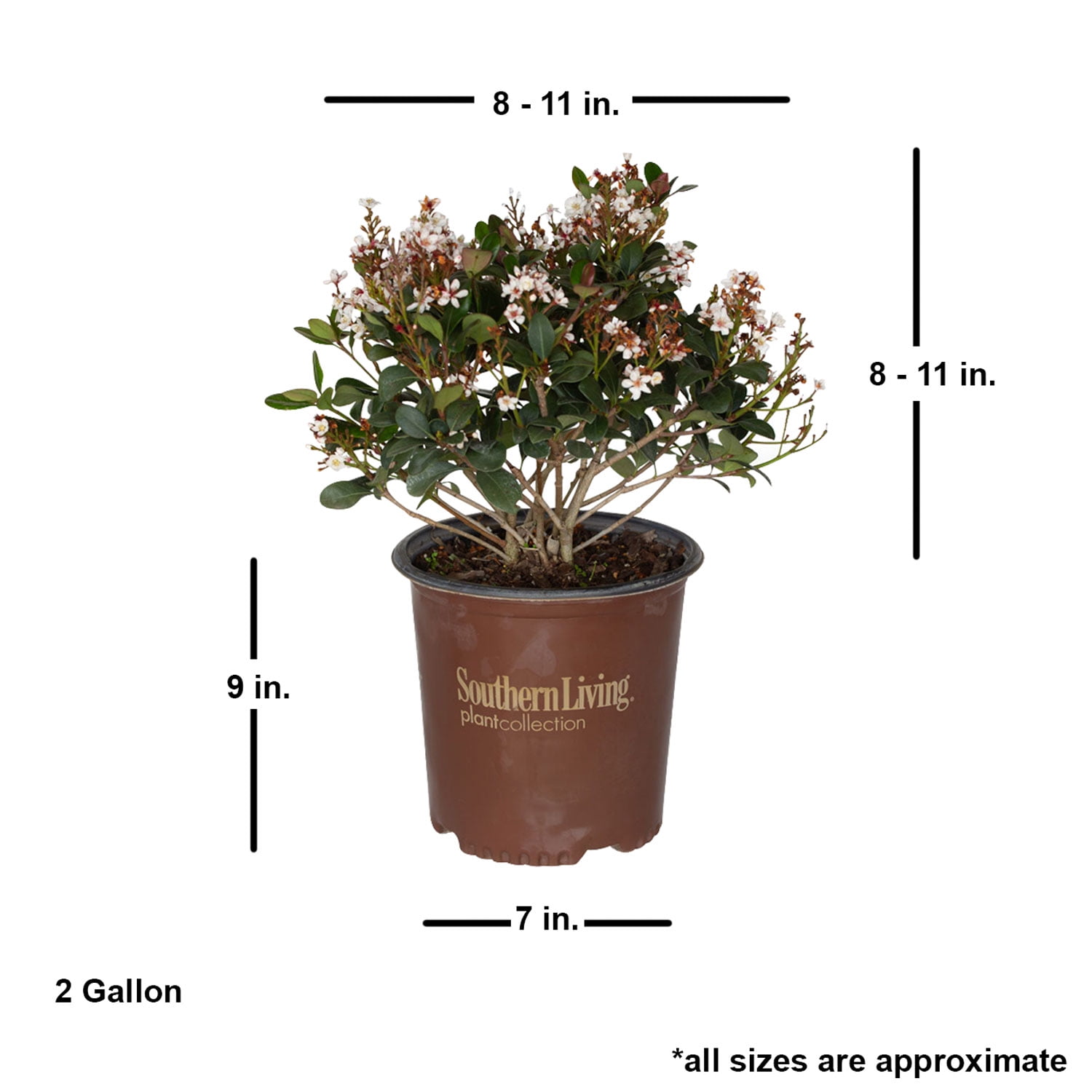 Southern Living Spring Sonata Indian Hawthorne Live Shrub in 2
