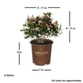 thumbnail image 5 of Southern Living Spring Sonata Indian Hawthorne Live Shrub in 2-Gallon Grower Pot, 5 of 10