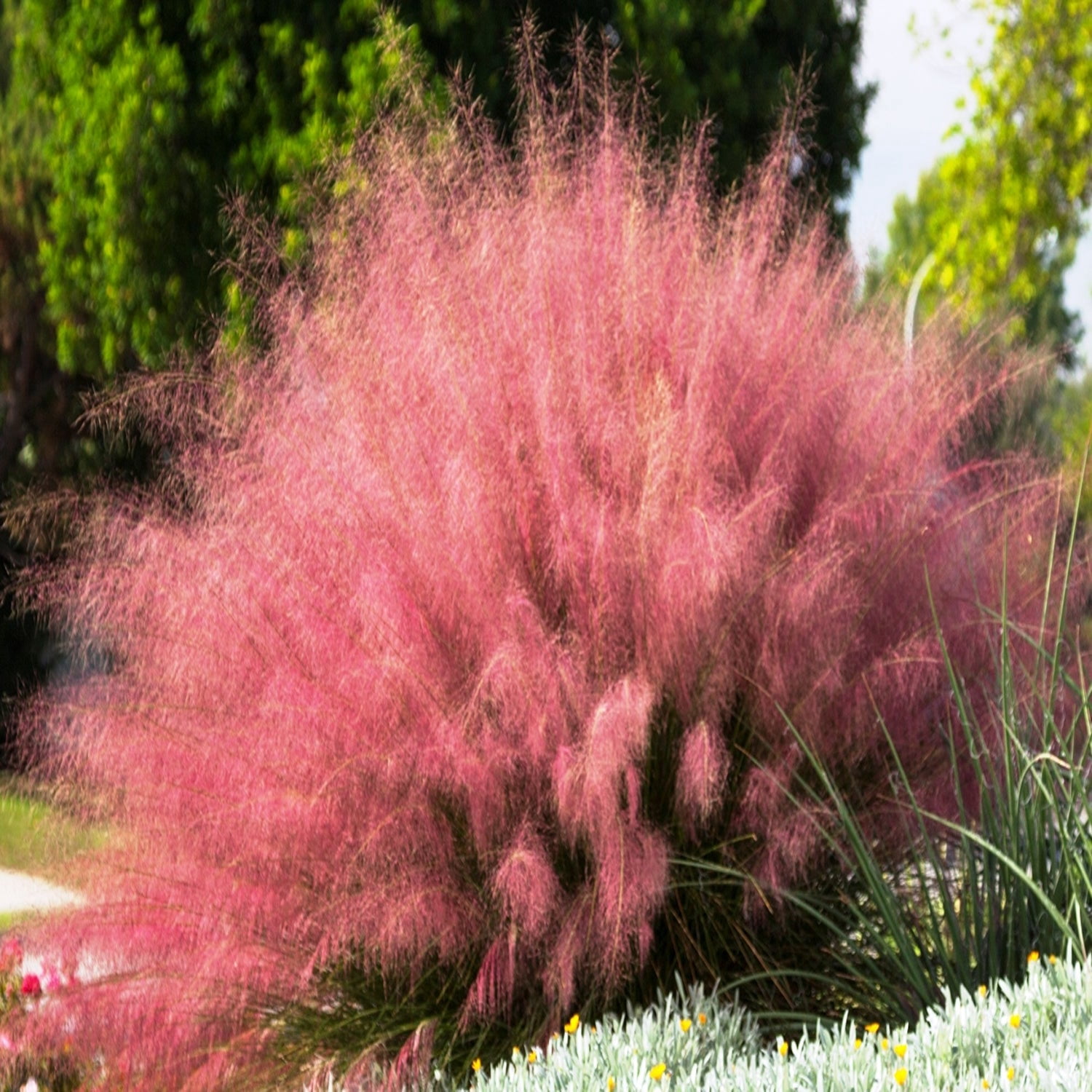 Expert Gardener 1 ft Capillaris - Pink Muhly Live Grass in 3- Gallon Grower Pot