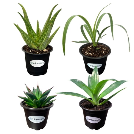 MicroStarts Live Drought Tolerant Variety Pack - 4 Plants in 4 inch pots