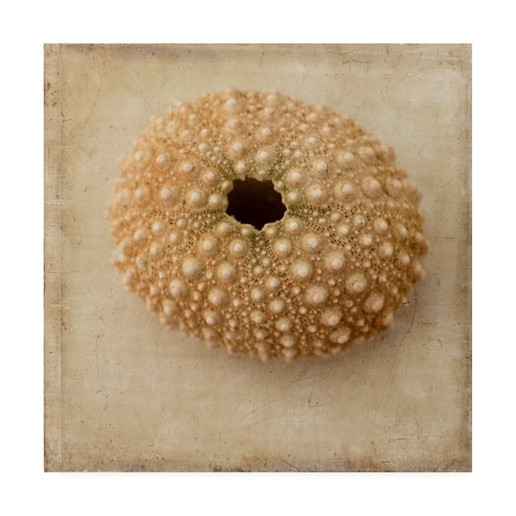 Trademark Fine Art 'Sepia Shell III' Canvas Art by Judy Stalus