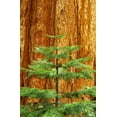thumbnail image 2 of Flaherty, Dennis 17x24 White Modern Wood Framed Museum Art Print Titled - CA, Yosemite Sequoia tree in the Mariposa Grove, 2 of 4