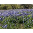 thumbnail image 2 of Highsmith, Carol 18x15 Black Ornate Wood Framed with Double Matting Museum Art Print Titled - A pretty field of bluebonnets near Marble Falls, TX, 2 of 4