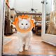 thumbnail image 1 of Cat Neck Protector Animal Shape Collar for Post-Surgery Care Orange Anti-Scratch 1Pcs, 1 of 2