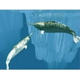 thumbnail image 2 of Narwhals, Animals Scenic Stretched Canvas Wall Art by Christian Darkin  Sold by Art.Com, 2 of 5