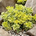 thumbnail image 4 of Sedum 'Atlantis' -Succulent- Live Starter Plant, 4 of 7