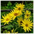 thumbnail image 4 of Everwilde Farms - 75 Cup Plant Native Wildflower Seeds - Gold Vault Jumbo Bulk Seed Packet, 4 of 5