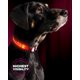 thumbnail image 1 of Collar para perro con luz LED ILLUMISEEN - Collar luminoso brillante y de alta visibilidad para caminar de noche con mascotas - Recargable por USB - Resistente a la intemperie en 6 colores, 1 of 1