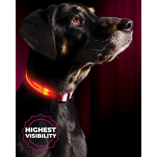 Collar para perro con luz LED ILLUMISEEN - Collar luminoso brillante y de alta visibilidad para caminar de noche con mascotas - Recargable por USB - Resistente a la intemperie en 6 colores