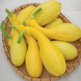 thumbnail image 5 of Burpee Early Summer Crookneck Summer Squash Vegetable Seed, 1-Pack, 5 of 6
