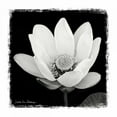 thumbnail image 2 of Van Swearingen, Debra 20x20 Black Ornate Wood Framed with Double Matting Museum Art Print Titled - Lotus Flower I, 2 of 4