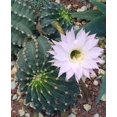 thumbnail image 3 of Easter Lily Cactus - Echinopsis Oxygona - 2 Pack in 2" Pots, 3 of 3