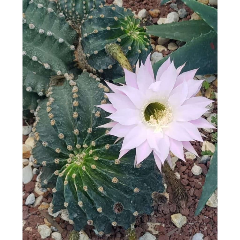 Easter Lily Cactus - Echinopsis Oxygona - 2 Pack in 2" Pots - Walmart.com
