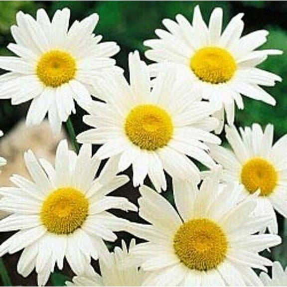 Shasta Daisy Alaska Nice Garden Flower BULK Wholesale 1 Lb Seeds