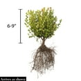 thumbnail image 4 of Green Velvet Boxwood Starter Hedge Kit Dormant Bare Root Starter Shrubs - 25 starter plants per offer, measuring 6 to 9 inches tall, 4 of 5