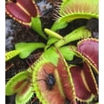 thumbnail image 3 of Surmen Legacy 3.5" Venus Fly Trap Live Plant in Grower Pot, Easy to Grow Carnivorous Houseplant, 3 of 5