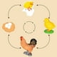 thumbnail image 4 of Tablero del ciclo de vida Montessori El tablero de deducción circular para la enseñanza está hecho de madera. Educación temprana. Niños en edad preescolar. Mariposas, ranas, pollitos, tortugas., 4 of 4