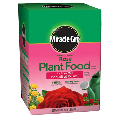 Miracle-Gro Water Soluble Rose Plant Food (Best Time To Fertilize Roses)