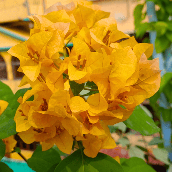 Gold Bougainvillea Plant Live, Flowering Bougainvillea Vine, Grow in Pot, Hanging Basket 4-8'' Tall