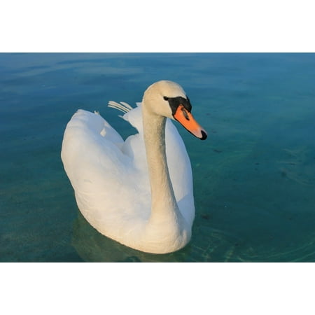 Bird Large Poster - LAMINATED POSTER Lake Swan White Beautiful Water Bird Graceful Poster Print 24 x 36