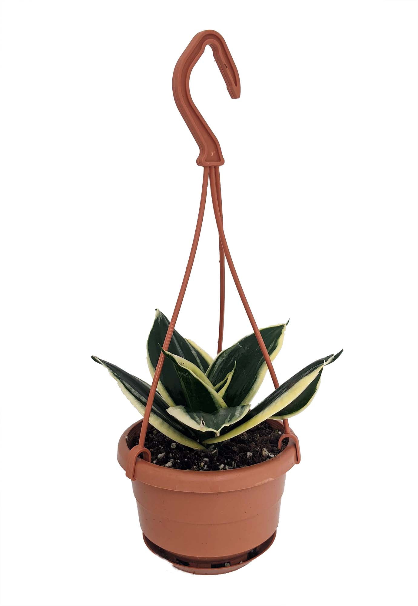 Jade marginata Hahnii Birdsnest Snake Plant Sanseveria 4" Mini