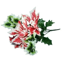 Variegated Poinsettia Stem