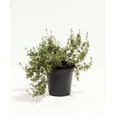 thumbnail image 2 of French Thyme Certified Organic Herb 3.5 inch pot, 2 of 5