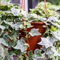 thumbnail image 5 of Variegated Ivy Live Plant in 6 Inch Pot, English Ivy Live Outdoor Indoor, Hardy Vine Plant Groundcover Houseplant, 5 of 6