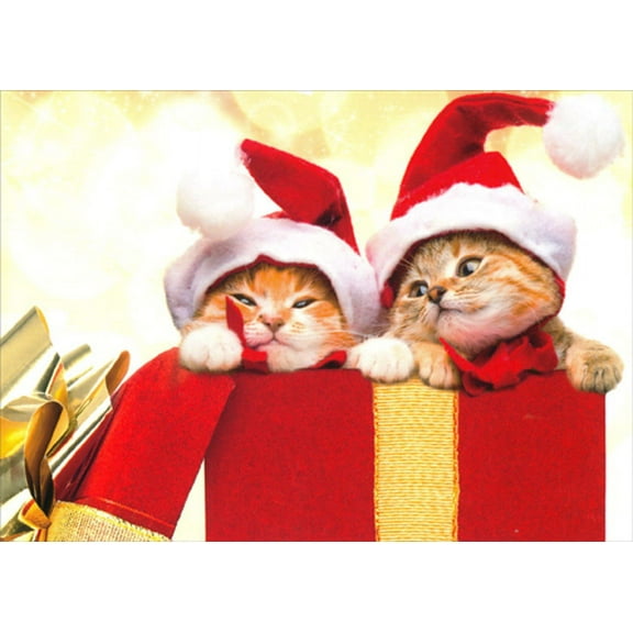 Northern Exposure Two Santa Kittens : Red and Gold Gift Box Cute Cat Box of 12 Christmas Cards