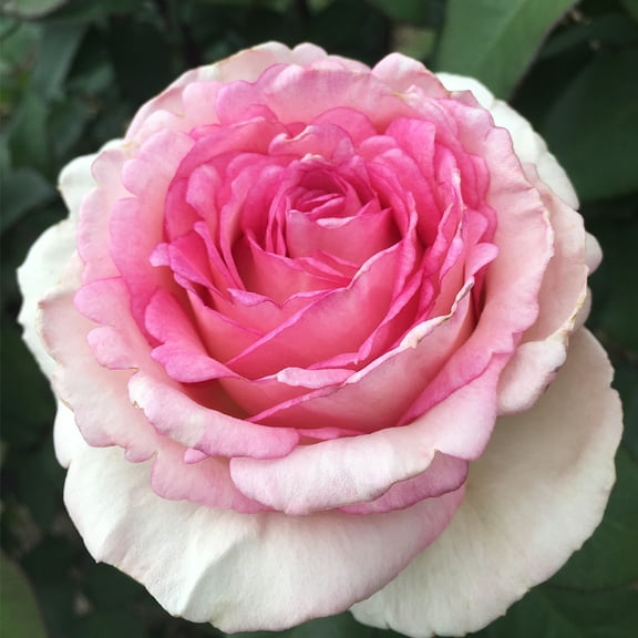 Eleganza® Pink Enchantment® Hybrid Tea Rose by Heirloom Roses - Live Pink Rose Bush