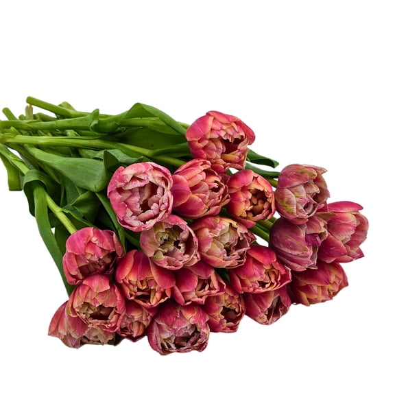 KaBloom - BH Collection- 20 PINK PEONY TULIPS - Gift for Every Occasion.