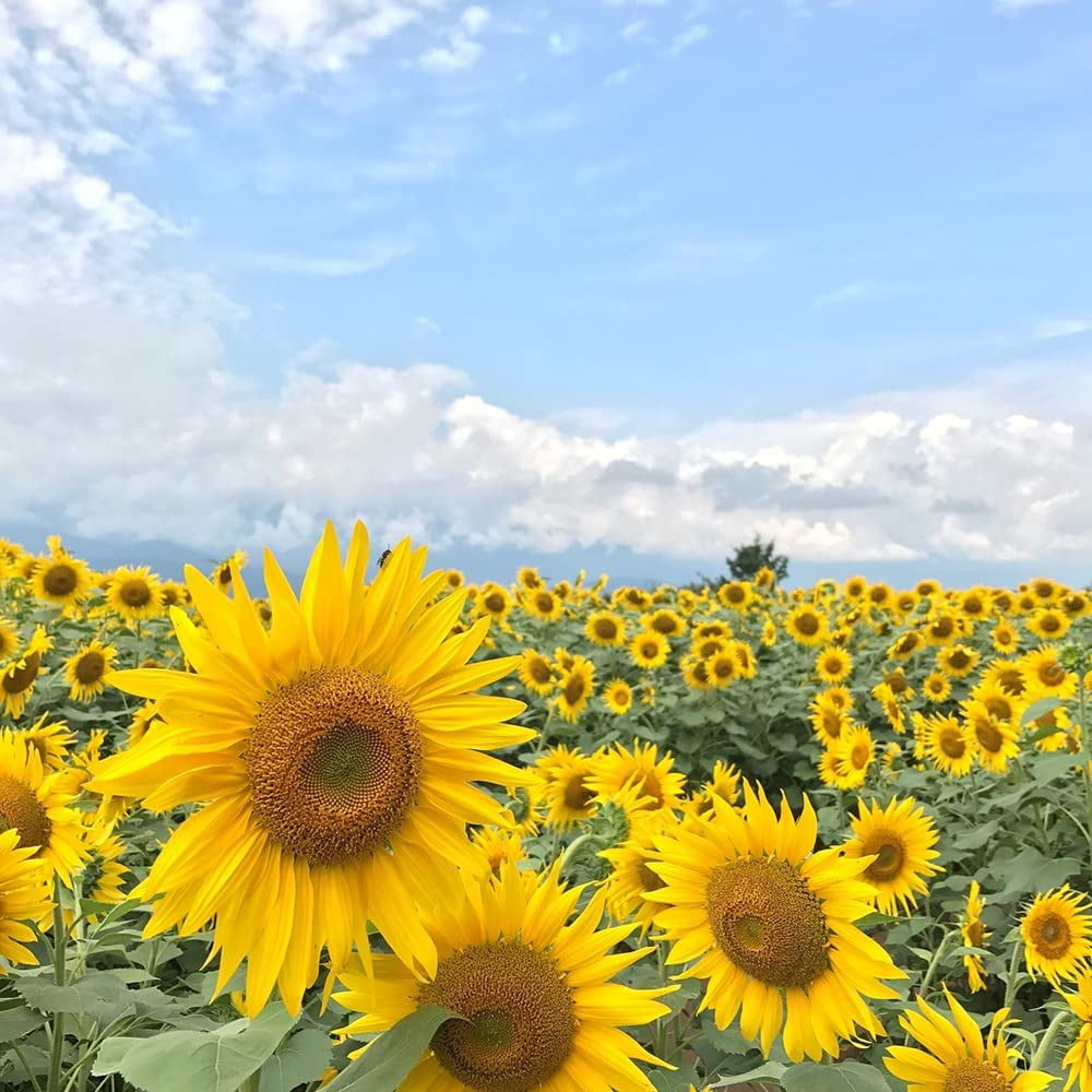 1000+ Sunflower Seeds for Planting Heirloom Non-GMO, Bulk