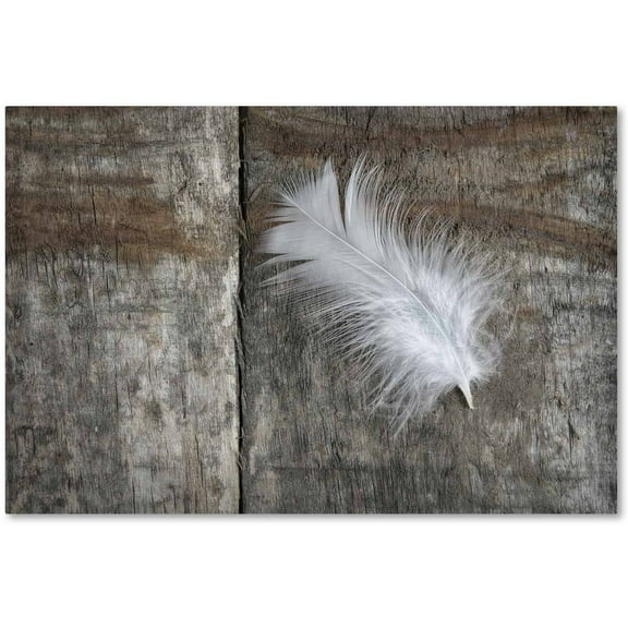 Trademark Fine Art 'Feather on Wood II' Canvas Art by Cora Niele