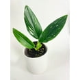 thumbnail image 2 of Bumble Plants Monstera Standleyana Albo Variegata Live Plant in 4" Nursery Pot, 2 of 7