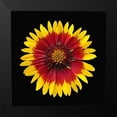 thumbnail image 2 of Reynolds, Richard 20x20 Black Modern Framed Museum Art Print Titled - Blanket Flower, 2 of 5