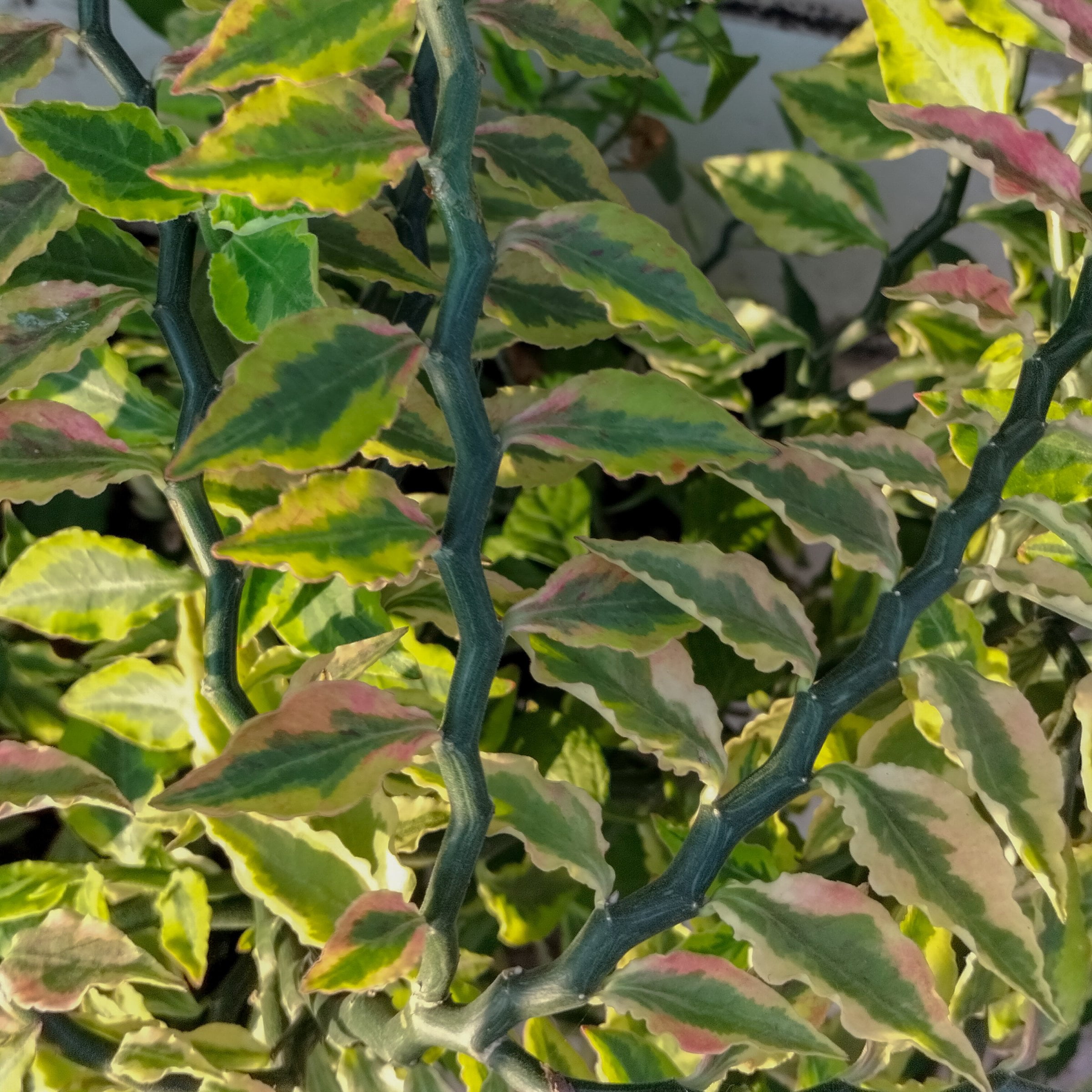 6 in. Pedilanthus Tith Variegated Plant in Grower Container