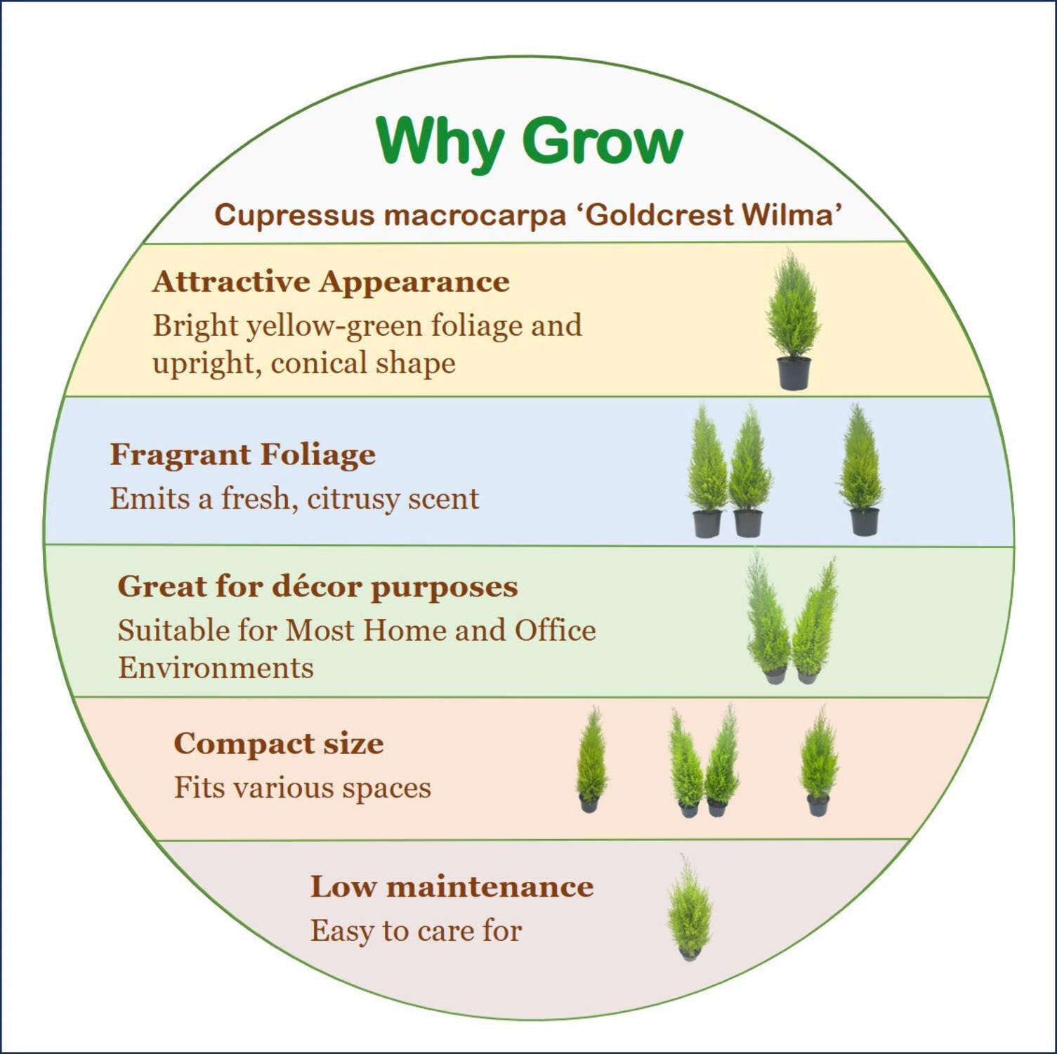 8-PK Live Dwarf Lemon Cypress, Cupressus macrocarpa ‘Goldcrest Wilma,’ Live Indoor Tree, Houseplant, Garden Plant, Fragrant Plant, 6.0-in Pot(s)