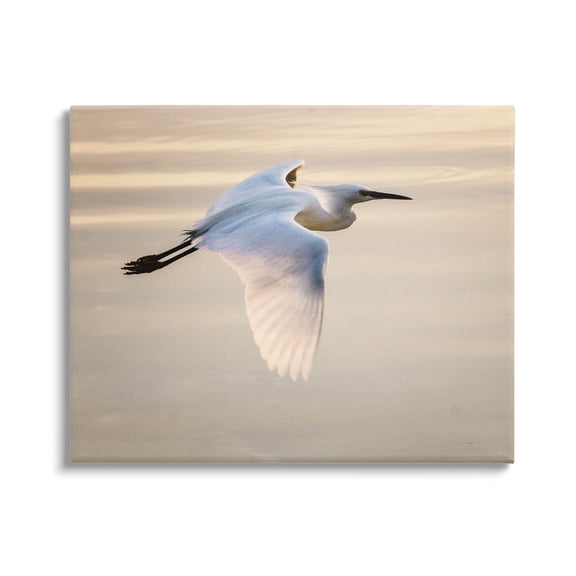 Egret Gliding Aerial View Animals & Insects Photograph Gallery Wrapped Canvas Print Wall Art