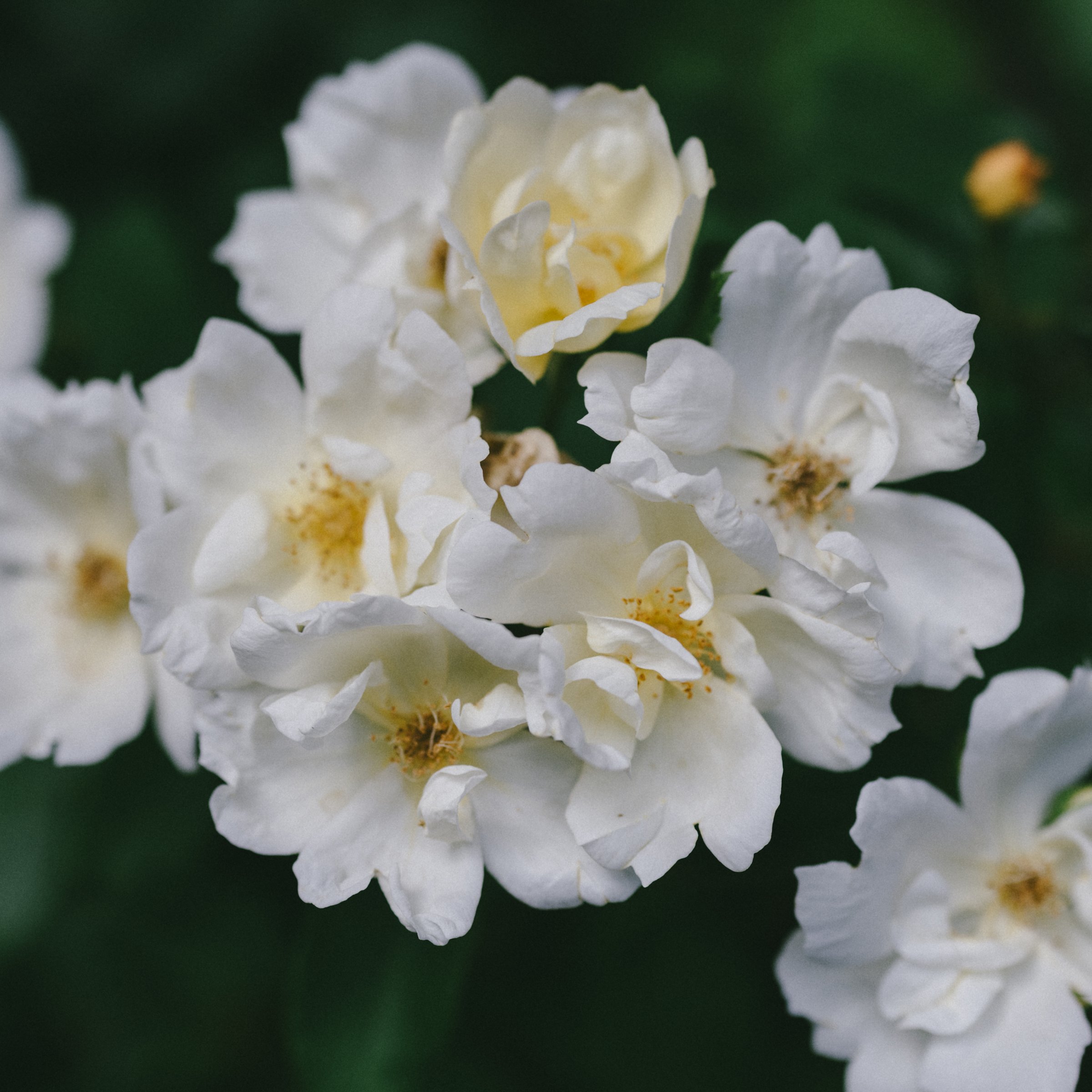 National Plant Network 3 gal. Rose White Knock Out Shrub