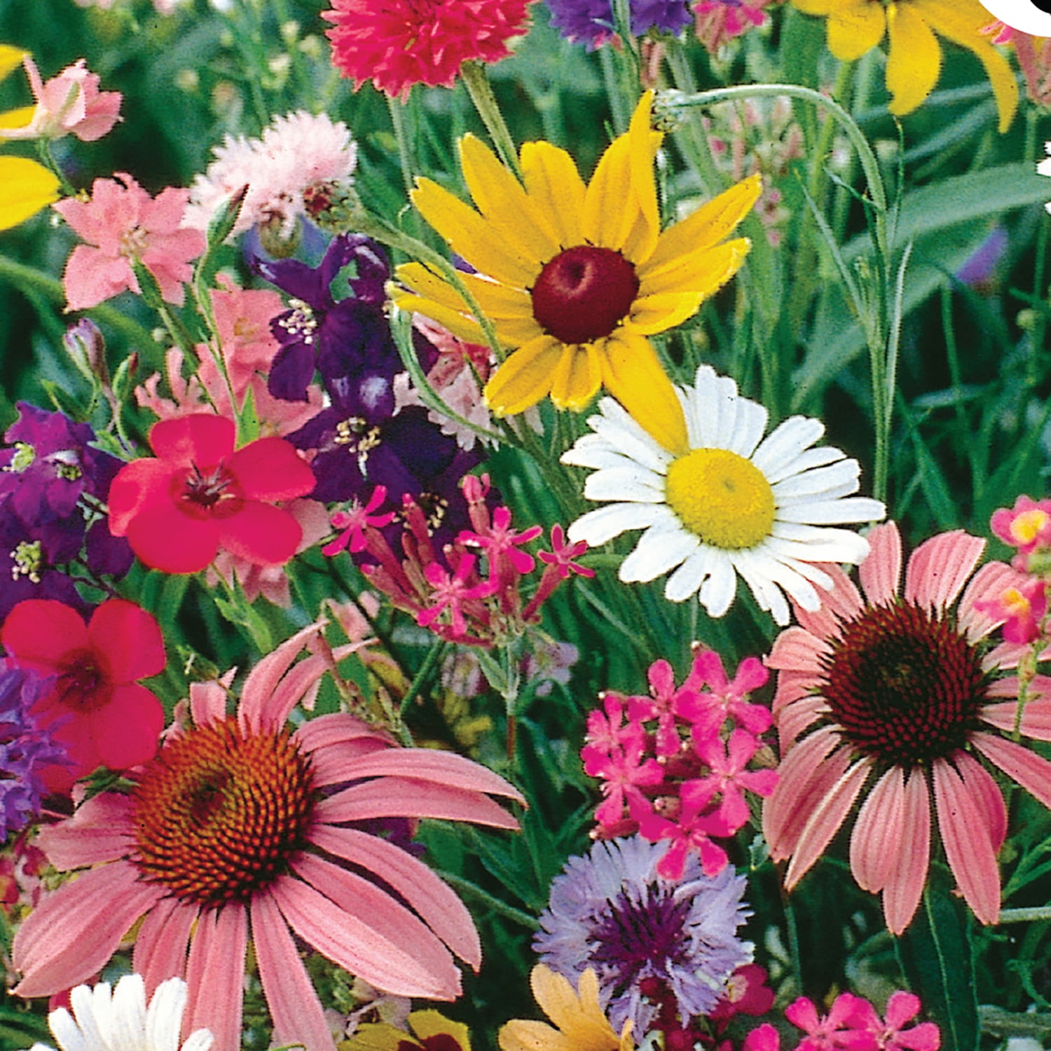 Ferry-Morse Economy 7.5G Wildflower Cutflower Mixture Annual Flower Seeds, Full Sun
