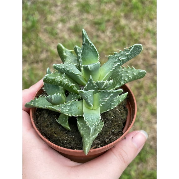 Tiger's jaw, Faucaria tigrina, Very Rare in 3 inch Pot, Super Filled