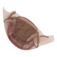thumbnail image 1 of Peluca Peluca Red Redecilla Encaje Nylon Malla Parte U Ajustable Transpirable Marrón Oscuro Para Rendimiento, 1 of 7