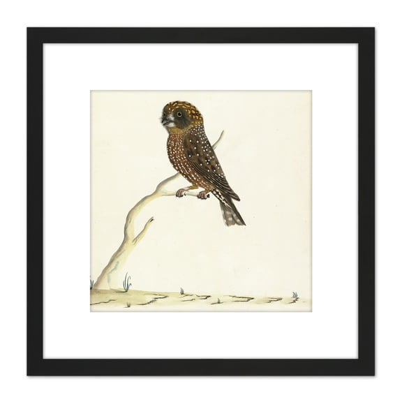 The Sydney Bird Painter Boobook Owl 8X8 Inch Square Wooden Framed Wall Art Print Picture with Mount