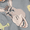 Shrek, variant on Character Toddler  Windbreaker, Sizes 2T-5T