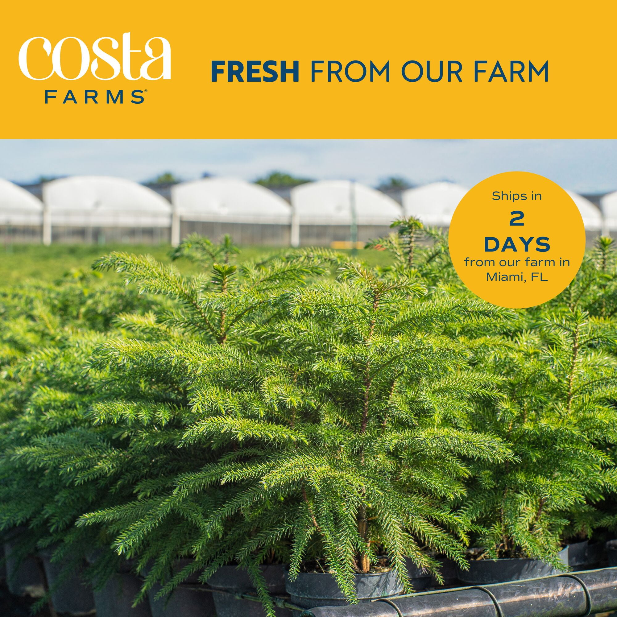 Costa Farms Live Indoor 12in. Norfolk Island Pine, 2-Pack