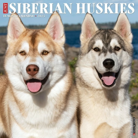 UPC: 0709786072569 | Just Siberian Huskies 2023 Wall Calendar