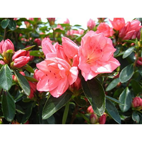 Blaauws Pink Azalea - Azalea Blaauws Pink | 2 Gallon Size Container | Pink Flowers | Green Promise Farms