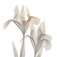 thumbnail image 2 of Koetsier, Albert 26x26 White Modern Wood Framed Museum Art Print Titled - Dry Iris 1, 2 of 4