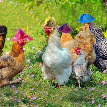 12 Chicken Hats – Funny Costume Headpieces, Party Props & Gag Joke Caps