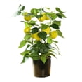 thumbnail image 1 of The New Simulation Fruit Big Bonsai Is Suitable For Festive Decoration And Home Decoration, 1 of 9